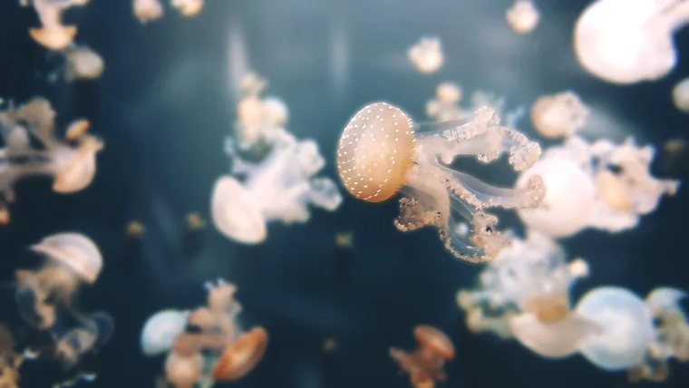 Méduses du Médusarium de l'Aquarium de Paris, jardins du Trocadéro, 16e arrondissement